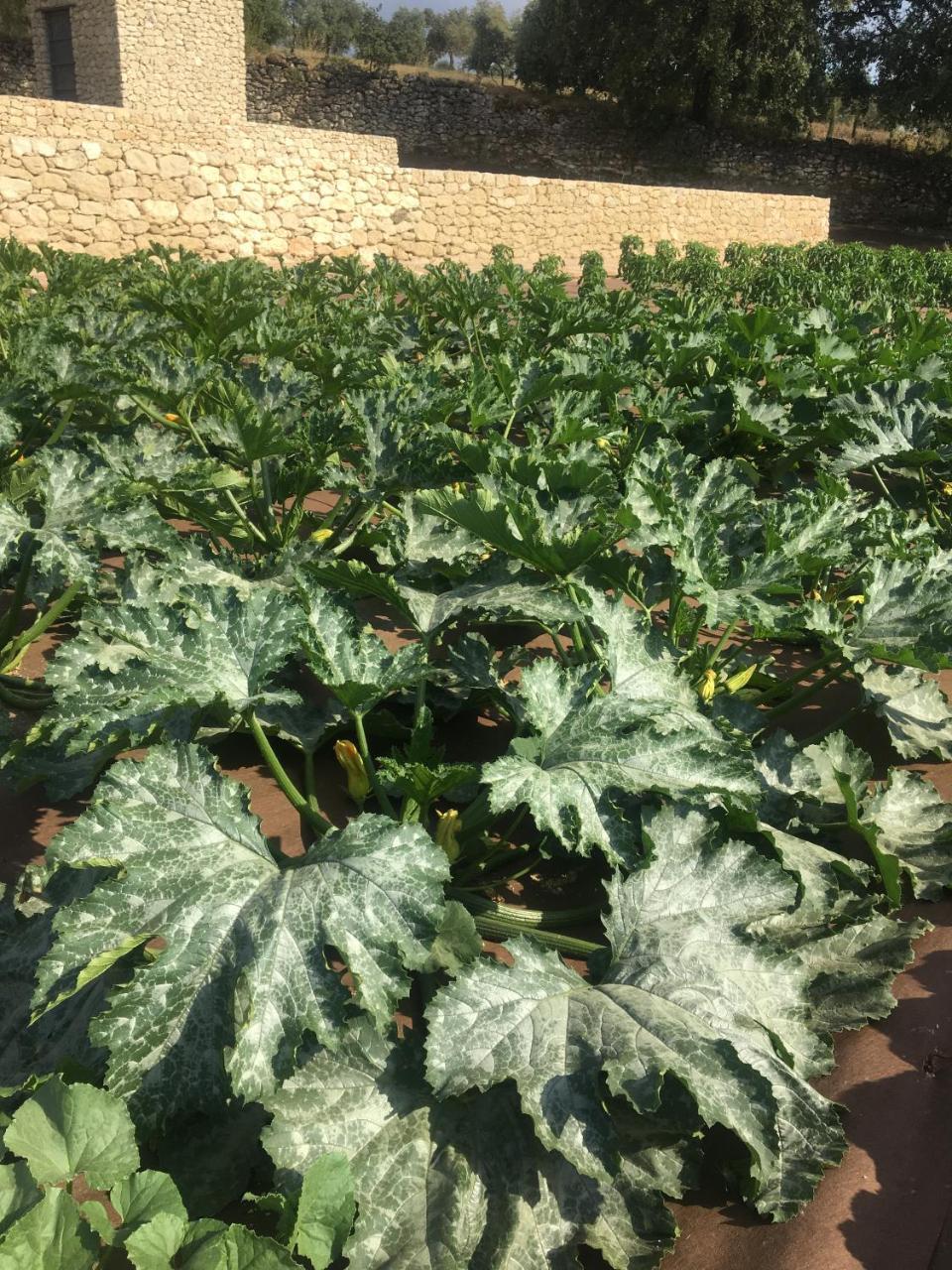 מלון רונדה Cortijo La Organic מראה חיצוני תמונה